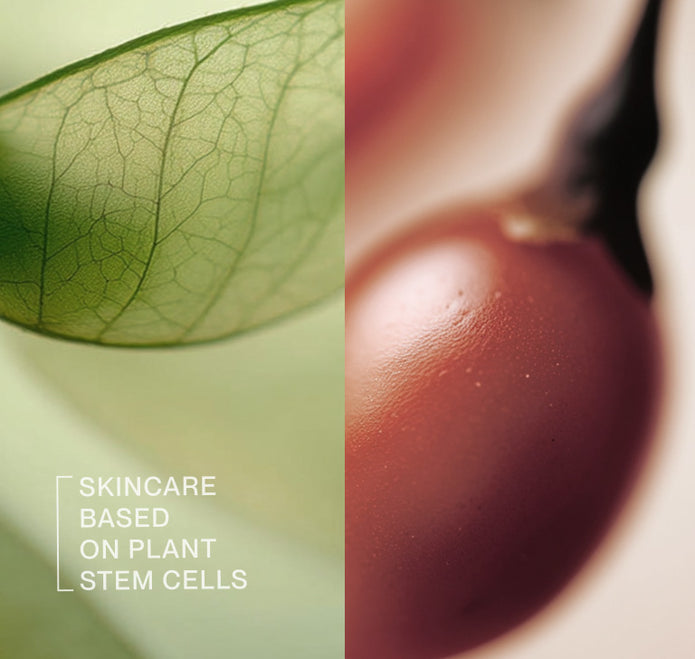 Collage von Pflanzenstammzellen und Goji-Beere