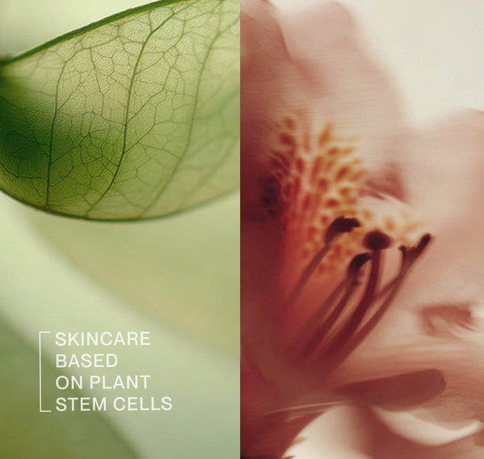 Collage von Pflanzenstammzellen und Alpenrose