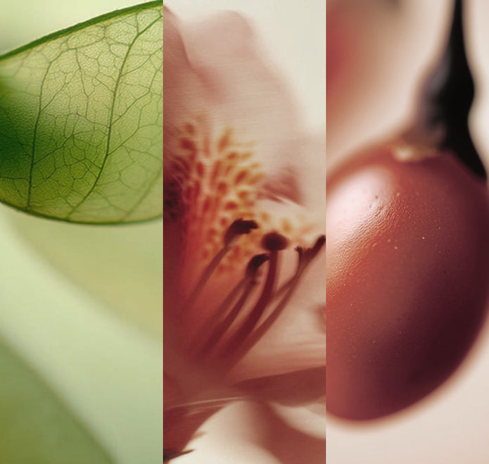 Collage aus Close-ups eines Blatts, Blume und Gojibeere