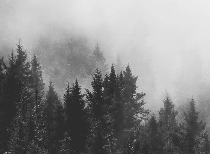 Tannenbäume im dichten Nebel